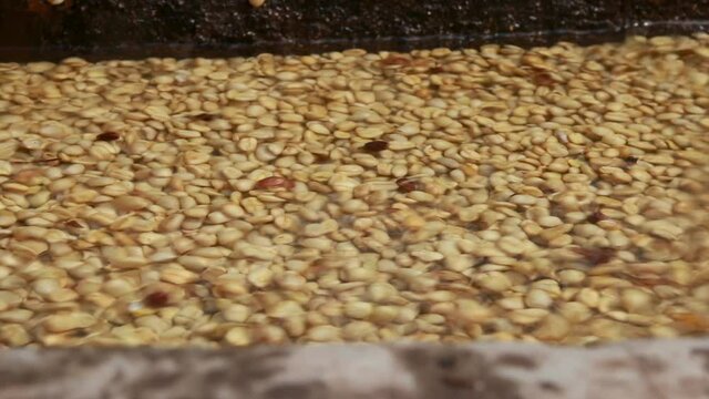 Washing of fermented coffee beans as part of the preparation for solar drying