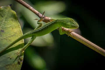 A juvenile carolina anole or green anole climbs from a leaf to a twid. Raleigh, North Carolina.