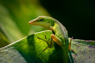 A juvenile Carolina anole or green anole looks back to pose. Raleigh, North Carolina.