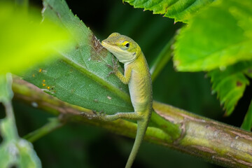 A juvenile Carolina anole or green anole clings to a leaf. Raleigh, North Carolina.