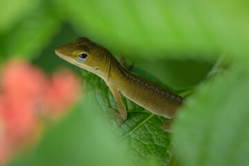 A juvenile Carolina anole or green anole pauses to look up. Raleigh, North Carolina.