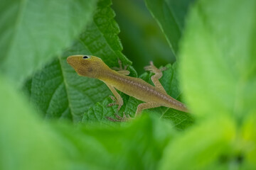 Top view of a juvenile Carolina anole or green anole Raleigh, North Carolina.