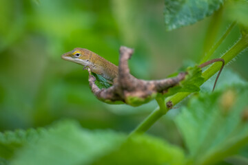 A young skeptical Carolina anole or green anole rests on a leaf. Raleigh, North Carolina.