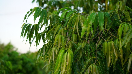 Amazing view of green leaves of Ashok or Saraca asoca plant. Blooming new born leaves with attractive greenish pigment.

