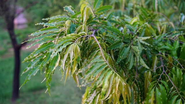 Amazing view of green leaves of Ashok or Saraca asoca plant. Blooming new born leaves with attractive greenish pigment.

