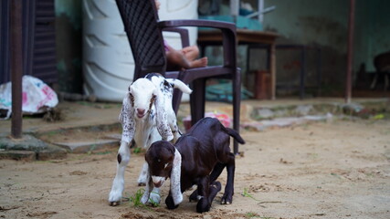 Two Cute goat-ling sitting in a farmhouse. New born innocent kid, depend on milk.Staring at camera.
