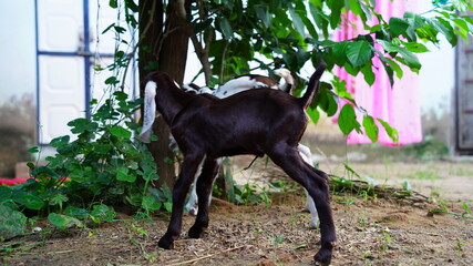 Cheerful funny little goat-lings playing and walking in farmland. New born kid seeking for milk. Indian rural lifestyle.
