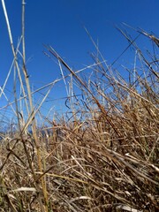 Obraz premium Dry Grasss with a natural background