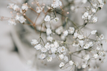 Schleierkraut im Glas