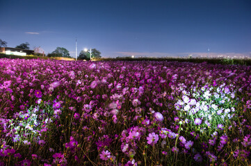 The fantastic night view of cosmos flowers field.