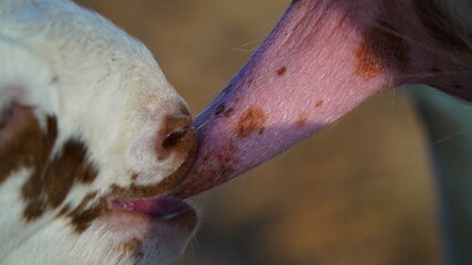 Little goatlings, suckling goat drinking milk from its mother's teat.Hungry baby goat kid approaching full udder of mother goat.
