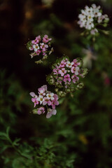 Blüten in Rosatönen