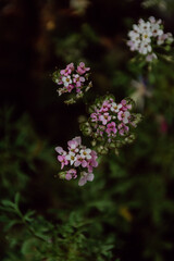 Blüten in Rosatönen