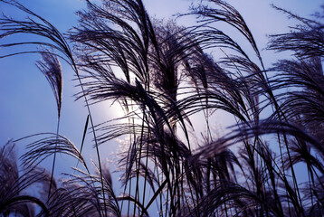 Beautiful Silver grass,Miscanthus sinensis. at sunset.