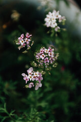 Blüten in Rosatönen