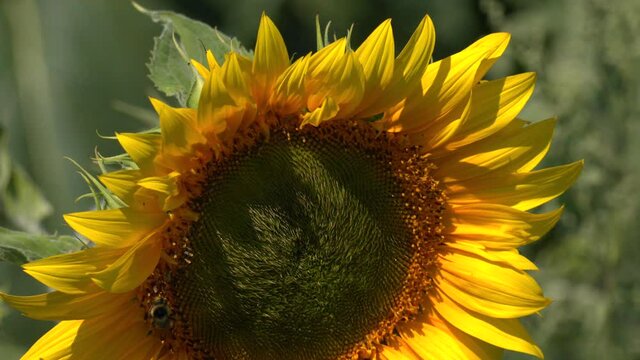 Blooming sunflower with bumblebee collecting pollen, close-up. beautiful sunny blooming flower sunflower with bumblebee close up. 
