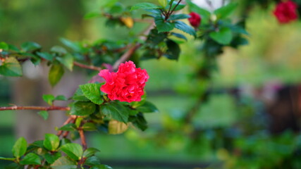 Obraz premium New budding beautiful Gudhal flower or (China rose,Gudhal,Chaba,Shoe flower). Beautiful tropical plant. 