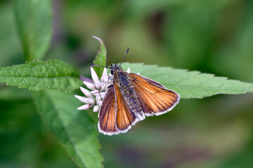吸蜜するカラフトセセリ（北海道・上川町）