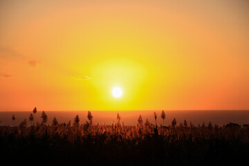 sunset over the sugar cane  field