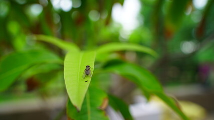 Blow fly or Domestic fly view, sitting on green leaf. Vector of contagious disease, two wings fly...