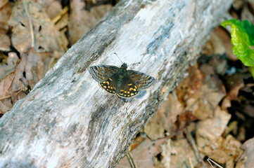 ミヤマセセリの雄（北海道・中札内村）
