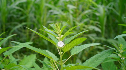Fresh organic sesame plants on the ground. Sesame is one of the world’s oldest oil plants, mostly uses in vegetable oil.