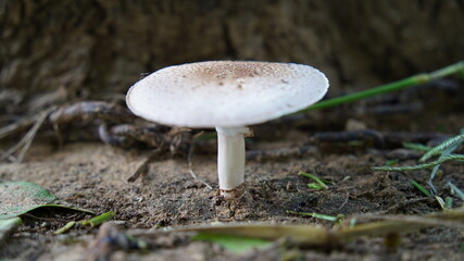 Wild white Mashroom growing up in a farmland. Typical round fungus, mostly uses as food in India. Ecology and nature concept.
