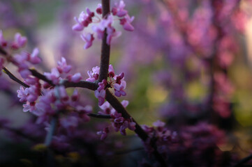 Blooming tree. Spring.