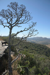 Fototapeta na wymiar Tree and Dog on the Edge of the Cliff in the Mountains in Brazil 