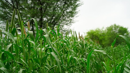 Growing millet plants in a Indian farmland. Green new budding plant. Millet scientific name is, Pennisetum glaucum.
