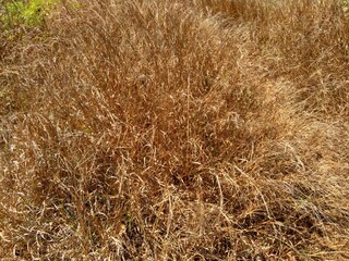 Dry Grasss with a natural background