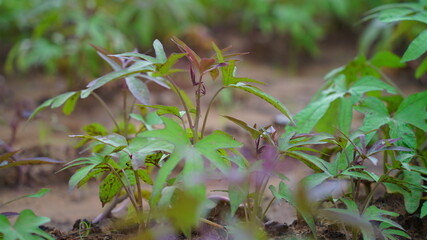 Beautiful view of Sweet Potato or Shkarkand farmland. Growing arbor on surface. Organic agriculture concept.
