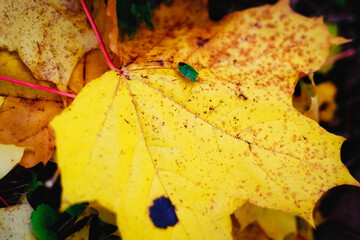 Close up yellow maple leaf from bug or virus in garden, Plant disease and Aphids, cicadas. Plant...