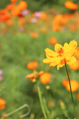 黄色の花 花畑 コスモス