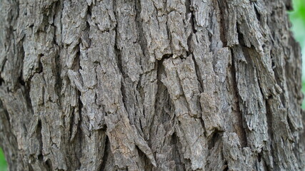 Obraz premium Close up view of Khejri or Prospis cineraria tree trunk. Brown colored rough bark on trunk. Asian tropical plant. 