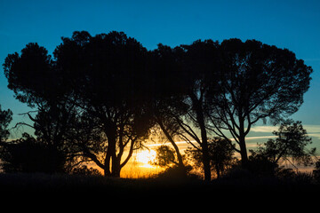Sunset with isolated tree in nature. Landscape photography, quiet scene with silhouettes of trees.