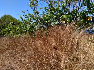 Dry Grasss with a natural background