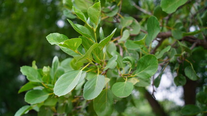 Green leaves of  Cordia Dichotoma or Leswa tree leaves with attractive view. Nature concept. 