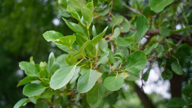 Green leaves of  Cordia Dichotoma or Leswa tree leaves with attractive view. Nature concept. 