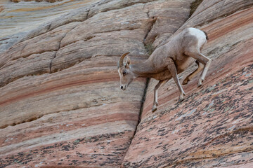 A young bighorn sheep climbs down on precarious rock in Zion National Park.