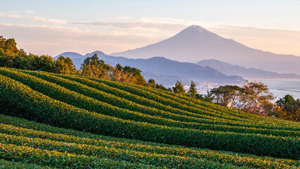 Green tea plantation with backgound of Fuji mountain 3
