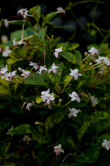 Jasmine Flowers