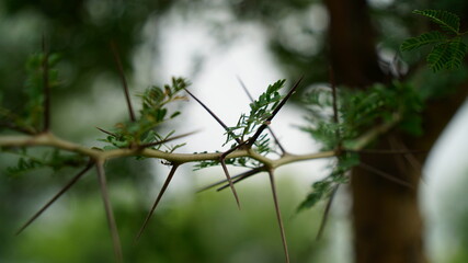 Close up view of Acacia or babool tree trunk. Brown colored rough bark on trunk. Asian tropical plant.
