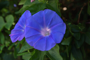 Flowers of climbing plant morning glory on a background of tropical greenery