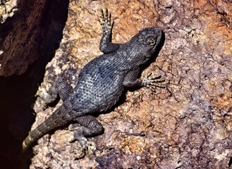 lizard on the rock