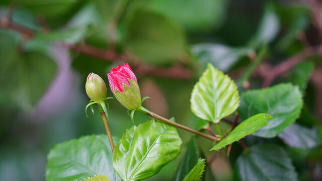 New budding beautiful Gudhal flower or (China rose,Gudhal,Chaba,Shoe flower). Beautiful tropical plant.
