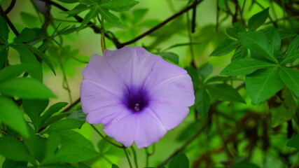 An outstanding colorful of fully blooming Ipomoea cairica plant view. Also known of Railway creeper...