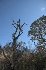 Dry Tree on the Hill in Brazil