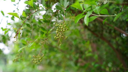 Green leaves and buds view of traditional Lawsonia inermis (Heena) plant. Medicinal tree uses to make Mehandi art in India.

