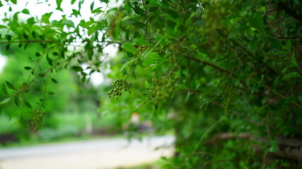 Green leaves and buds view of traditional Lawsonia inermis (Heena) plant. Medicinal tree uses to make Mehandi art in India.
